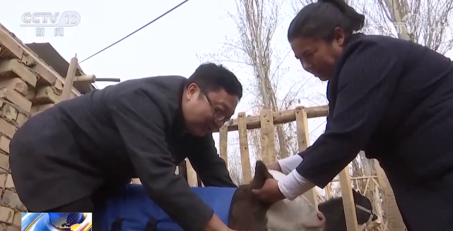 常见的聚乙烯布给生病的小牛犊做外衣